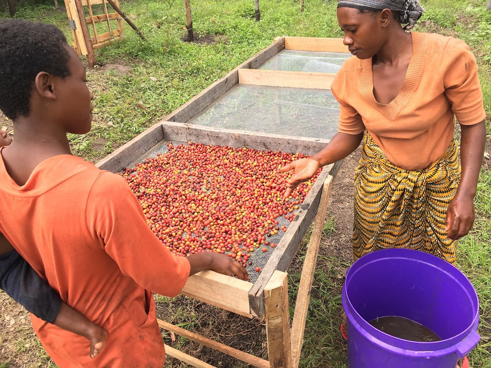 Coffee spread across raised drying beds and turned by hand at a Kenyan wet mill
