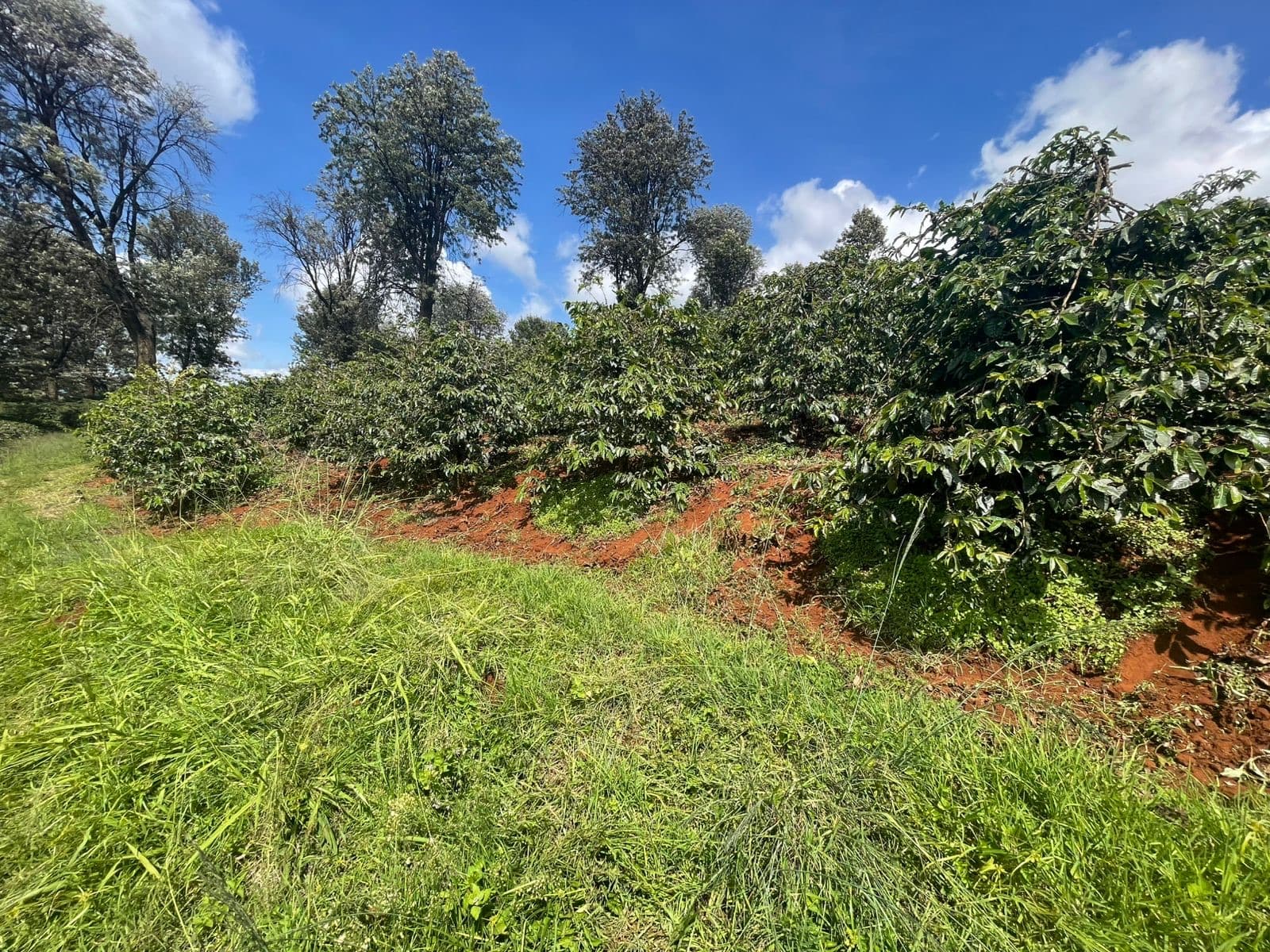 Coffee under shade trees near Kawaida Falls, Kiambu County, Kenya