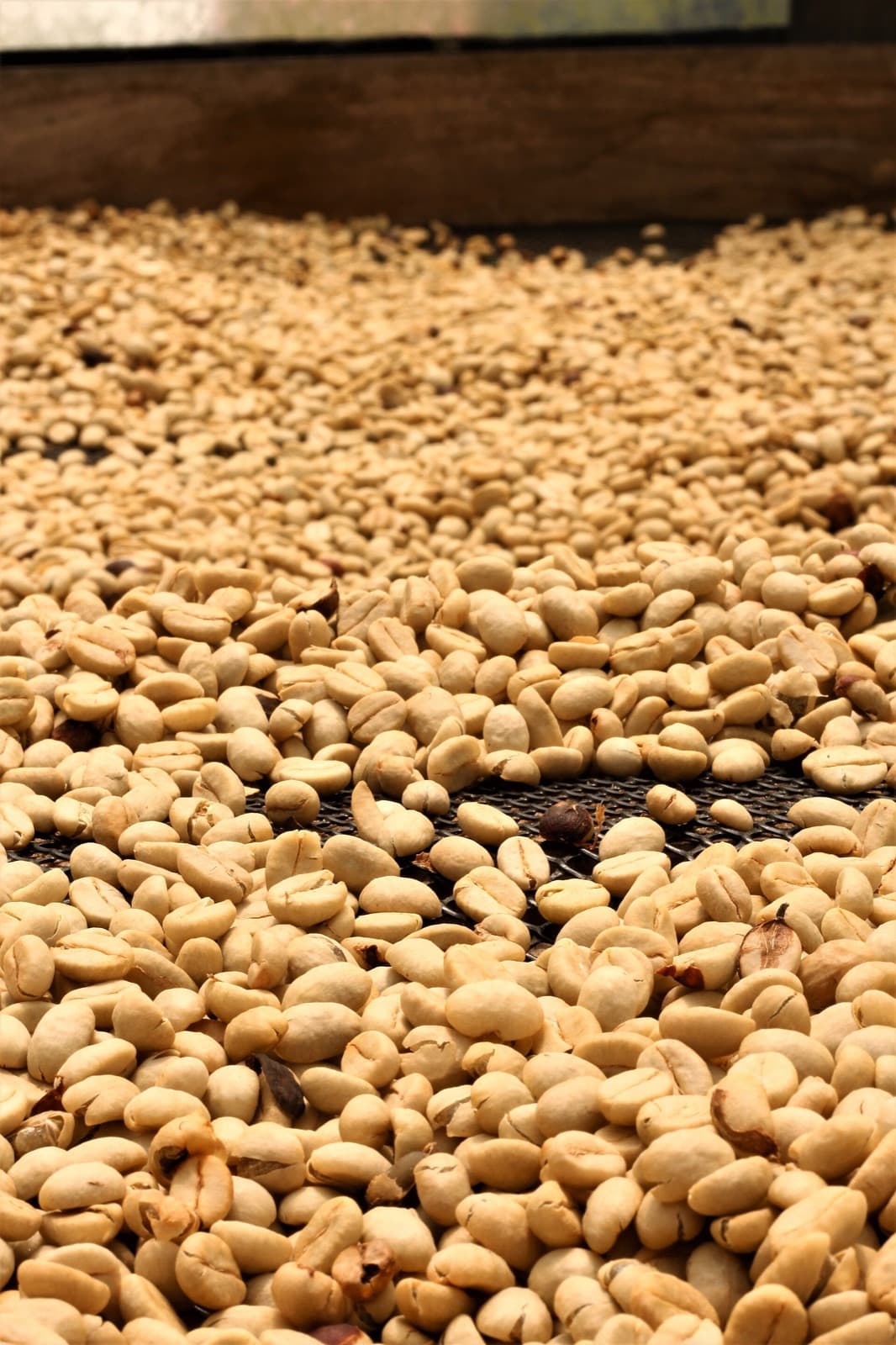 Washed parchment coffee resting in the conditioning store before hulling